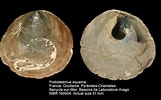 Afbeeldingsresultaten voor "pododesmus Squama". Grootte: 161 x 100. Bron: www.nmr-pics.nl