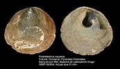 Afbeeldingsresultaten voor "pododesmus Squama". Grootte: 173 x 100. Bron: www.nmr-pics.nl