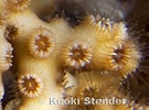 Image result for Oculinidae. Size: 135 x 100. Source: www.marinelifephotography.com