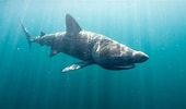 Afbeeldingsresultaten voor Basking Shark. Grootte: 170 x 100. Bron: www.bbc.co.uk
