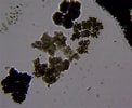 Image result for "Protocystis Swirei". Size: 122 x 100. Source: www.inaturalist.org