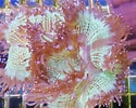 Image result for Catalaphyllia Feiten. Size: 125 x 100. Source: nemo-aquaristik.de