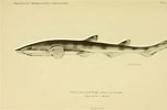 Image result for "galeus Eastmani". Size: 151 x 100. Source: shark-references.com