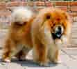 Image result for Chow Chows. Size: 111 x 100. Source: www.mydogbreeds.com