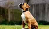 Bildresultat för Boxer Dog. Storlek: 165 x 100. Källa: animalsbreeds.com