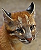 Résultat d’image pour Asian golden cat. Taille: 82 x 100. Source: www.pinterest.com