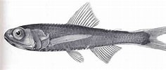 Image result for Ceratoscopelus maderensis. Size: 236 x 100. Source: www.fishbiosystem.ru