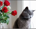 Bildresultat för cats and Roses. Storlek: 124 x 100. Källa: www.flickriver.com