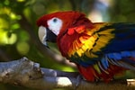 Macaw Parrot に対する画像結果.サイズ: 150 x 100。ソース: wallpapercave.com