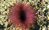Image result for "myxicola Infundibulum". Size: 160 x 100. Source: www.flickr.com
