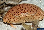 Image result for "calappa Yamasitae". Size: 145 x 100. Source: www.poppe-images.com