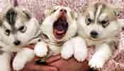 Image result for hund. Size: 175 x 100. Source: www.planet-wissen.de