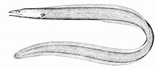 Image result for "ilyophis Brunneus". Size: 224 x 100. Source: de-academic.com