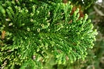 Afbeeldingsresultaten voor "folia Gracilis". Grootte: 150 x 100. Bron: www.oakleafgardening.com