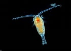 Image result for "mesocalanus Tenuicornis". Size: 140 x 100. Source: www.inaturalist.org