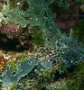 Image result for "diplosoma Listerianum". Size: 93 x 100. Source: www.inaturalist.org
