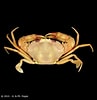 Image result for Carupa tenuipes. Size: 97 x 100. Source: www.crustaceology.com
