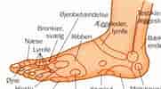 Billedresultat for Zoneterapi punkter på foden. størrelse: 181 x 100. Kilde: purewellness.dk