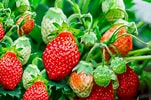 Image result for Strawberry Plants. Size: 151 x 100. Source: www.thespruce.com