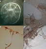 Image result for Haliscera Conica Stam. Size: 95 x 100. Source: www.researchgate.net