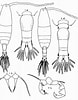 Image result for "acartia Bifilosa". Size: 78 x 100. Source: copepodes.obs-banyuls.fr