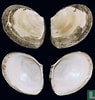 Image result for "macoma Calcarea". Size: 95 x 100. Source: www.lastdodo.com