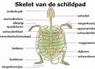 Image result for kamster Soort Anatomie. Size: 138 x 100. Source: www.pinterest.com