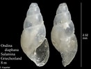 Image result for Ondina diaphana. Size: 131 x 100. Source: www.marinespecies.org