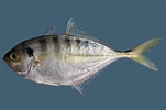 Afbeeldingsresultaten voor CARANGIDAE. Grootte: 151 x 100. Bron: fishesofaustralia.net.au