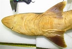 Image result for "squalus Melanurus". Size: 146 x 100. Source: shark-references.com