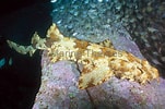 Image result for "orectolobus Ornatus". Size: 151 x 100. Source: www.marinethemes.com