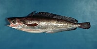 Image result for "urophycis Tenuis". Size: 199 x 100. Source: www.fishbase.se