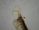 Image result for "leptocheirus Pilosus". Size: 128 x 100. Source: www.naturbasen.dk