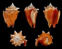 Tamaño de Resultado de imágenes de Strombus Grandiflorus.: 127 x 100. Fuente: varietyoflife.com.au