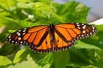 Image result for Butterflies. Size: 151 x 100. Source: animal-planet-pictures.blogspot.com