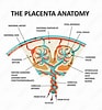 Image result for Cardiapoda Placenta Anatomie. Size: 93 x 100. Source: stock.adobe.com