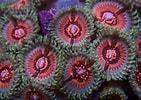 Image result for Palythoa Coral. Size: 141 x 100. Source: bataviacoralfarm.com