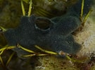 Image result for "diplosoma Listerianum". Size: 135 x 100. Source: www.britishmarinelifepictures.co.uk