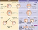 Image result for meiosi cromosomi SESSUALI. Size: 126 x 100. Source: arymacrixx.blogspot.com
