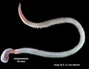 Image result for "glycera Capitata". Size: 129 x 100. Source: varietyoflife.com.au