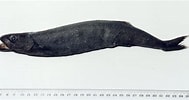 Image result for "tetragonurus Cuvieri". Size: 189 x 100. Source: australian.museum