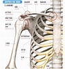 肩の骨 に対する画像結果.サイズ: 94 x 100。ソース: jpa.animalia-life.club