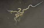 Image result for Hyperia macrocephala. Size: 153 x 100. Source: images.cnrs.fr