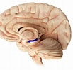 Afbeeldingsresultaten voor Hippocampus Brain Model. Grootte: 103 x 100. Bron: fineartamerica.com