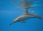 Afbeeldingsresultaten voor "stenella Longirostris". Grootte: 139 x 100. Bron: www.dolphins-world.com