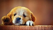 Afbeeldingsresultaten voor chien triste. Grootte: 175 x 100. Bron: wallpaperaccess.com