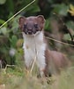 Image result for Stoat animal. Size: 84 x 100. Source: www.pinterest.co.uk
