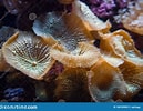 Résultat d’image pour Fungiidae coral. Taille: 129 x 100. Source: www.dreamstime.com
