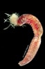Afbeeldingsresultaten voor "trichobranchus Glacialis". Grootte: 65 x 100. Bron: enciclovida.mx