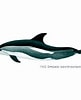 Image result for "lagenorhynchus Acutus". Size: 81 x 100. Source: marinebio.org